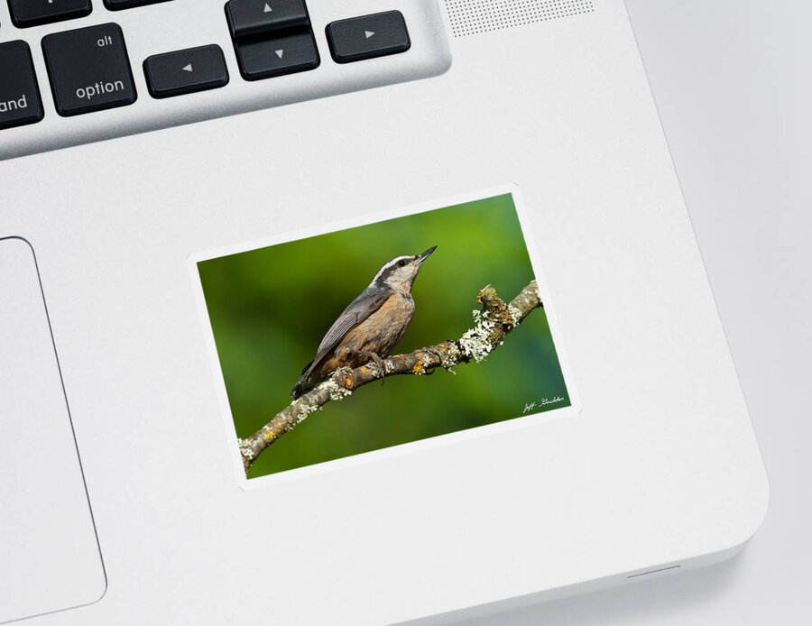 Animal Sticker featuring the photograph Red Breasted Nuthatch in a Tree by Jeff Goulden