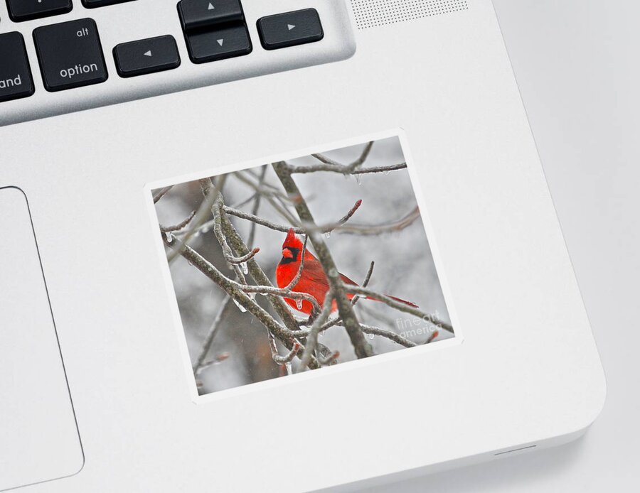 Cardinals Sticker featuring the photograph Red Cardinal Northern Bird by Peggy Franz