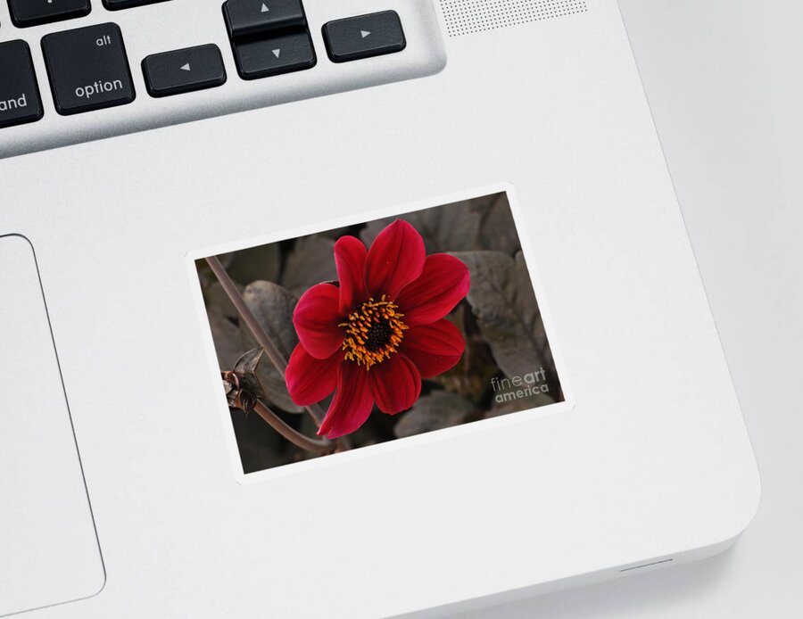 Flower Sticker featuring the photograph Red Dahlia by Debby Pueschel