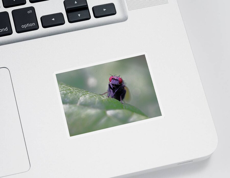 Insects Sticker featuring the photograph Red Eye by Jennifer Robin