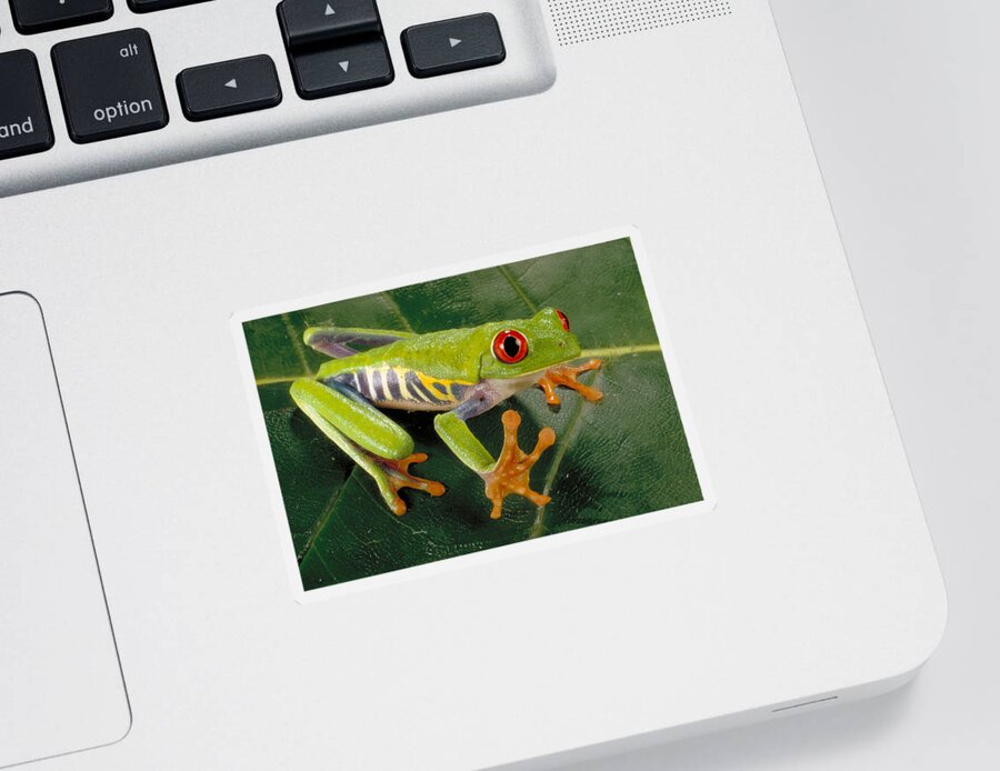 A Callidryas Sticker featuring the photograph Red Eyed Tree Frog by Paul Zahl