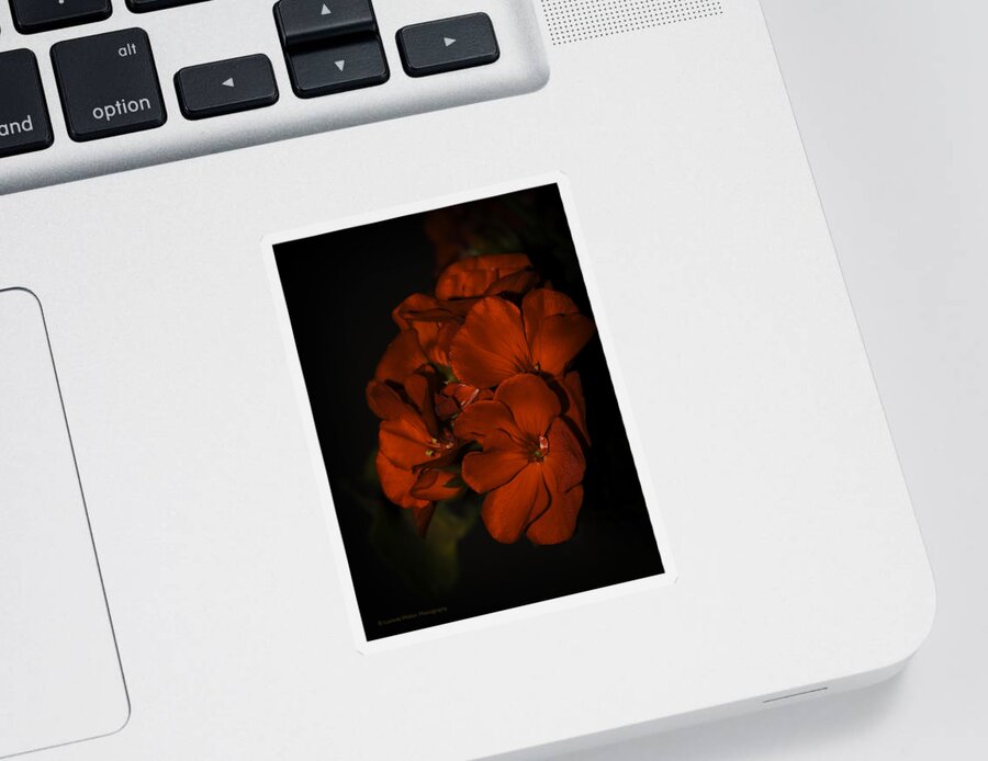 Red Sticker featuring the photograph Red Flowers in Evening Light by Lucinda Walter