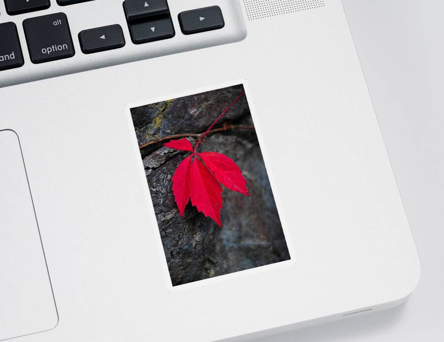 Red Leaf Sticker featuring the photograph Red Hot on a Cool Day by Randi Grace Nilsberg