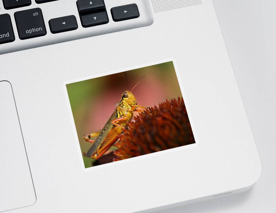 Grasshopper Sticker featuring the photograph Red Legged Locust by Juergen Roth