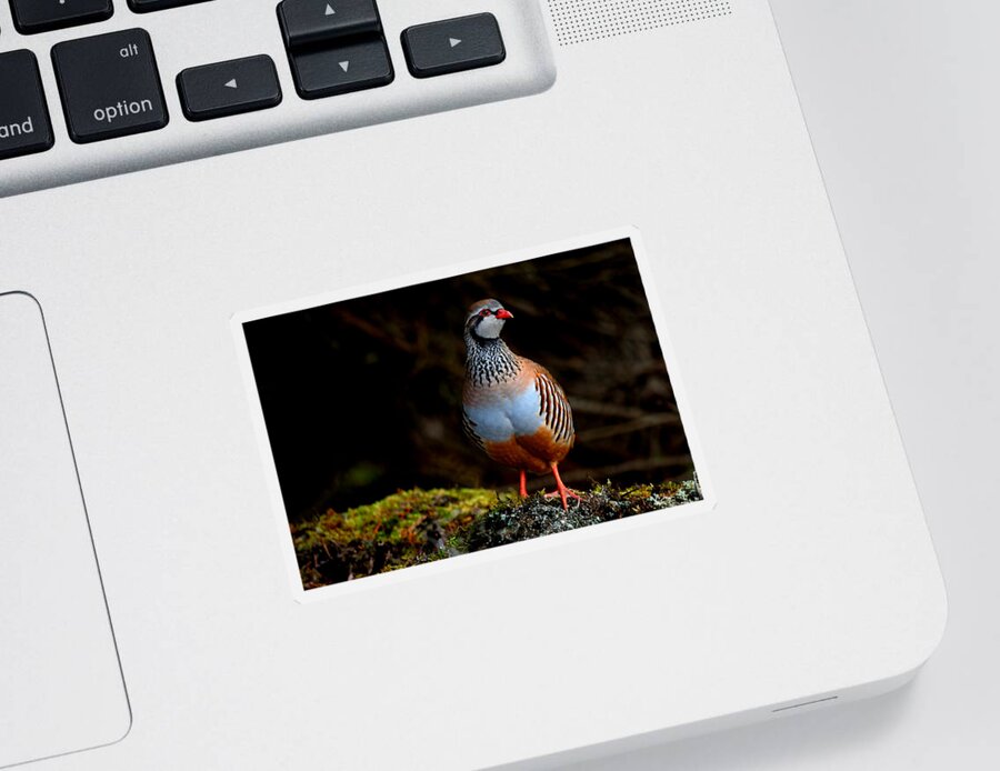 Red-legged Partridge Sticker featuring the photograph Red-legged Partridge by Gavin Macrae