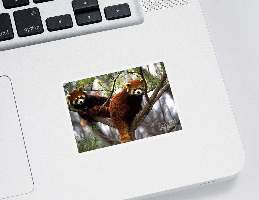Red Panda Sticker featuring the photograph Red Pandas In Tree by Art Wolfe
