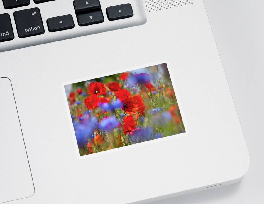 Poppy Sticker featuring the photograph Red Poppies in the Maedow by Heiko Koehrer-Wagner
