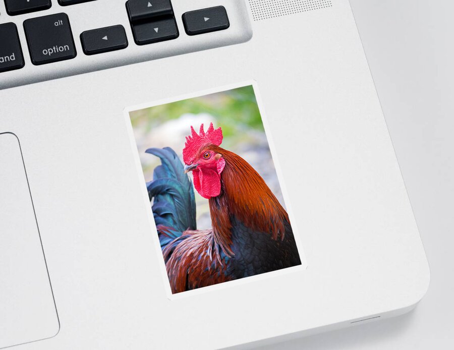 Rooster Sticker featuring the photograph Red Rooster by Nicholas Blackwell