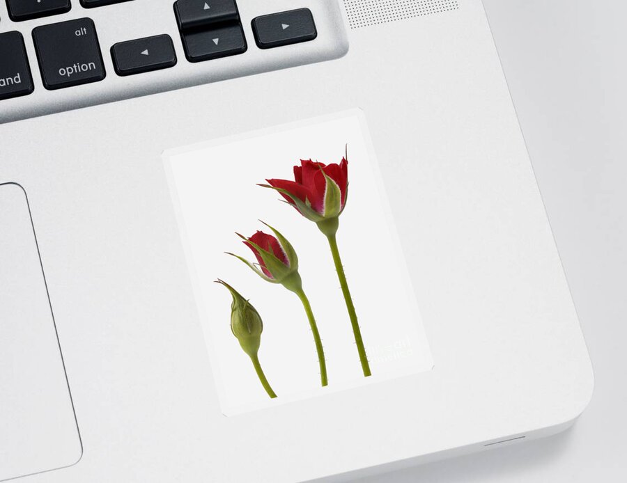Red Rose Flower Sticker featuring the photograph Red Rose Flower Opening Sequence by Mark Bowler