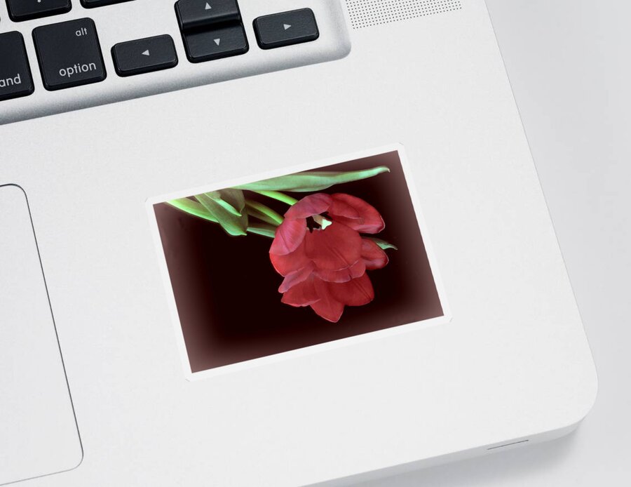 Flower Sticker featuring the photograph Red Tulip on Burgundy by Phyllis Meinke