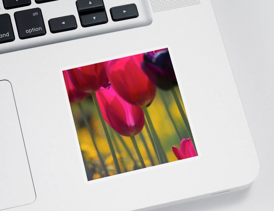 Tulip Sticker featuring the photograph Red Tulips by Heiko Koehrer-Wagner