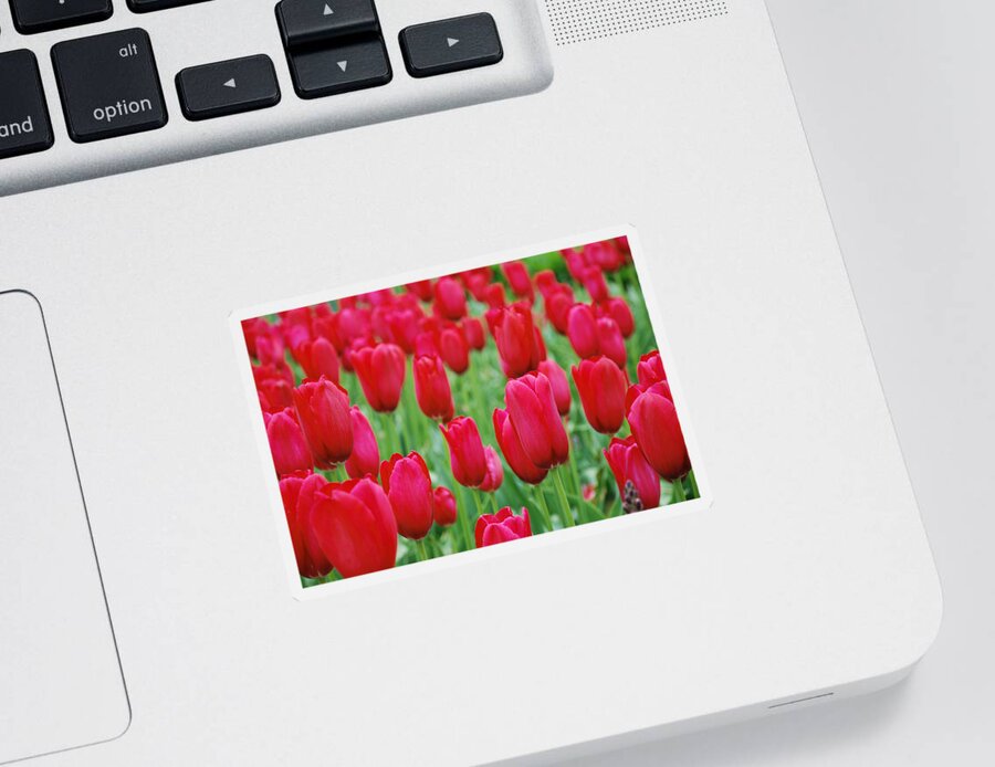 Tulip Sticker featuring the photograph Red Tulips by Jennifer Ancker
