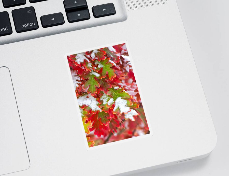 Fall Sticker featuring the photograph Red White and Green by Ronda Kimbrow