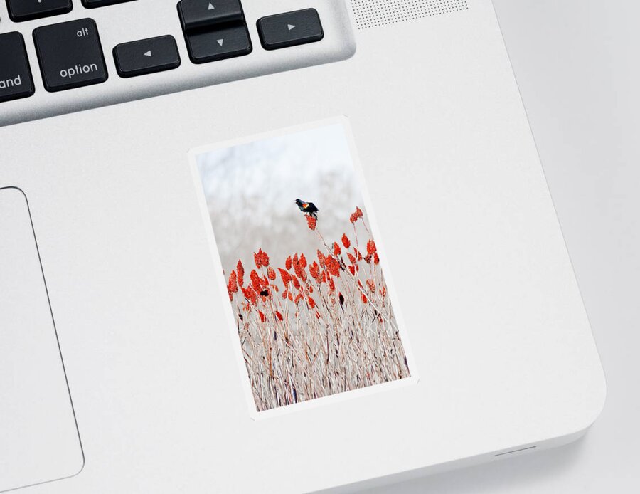 Dunns Marsh Sticker featuring the photograph Red Winged Blackbird On Sumac by Steven Ralser