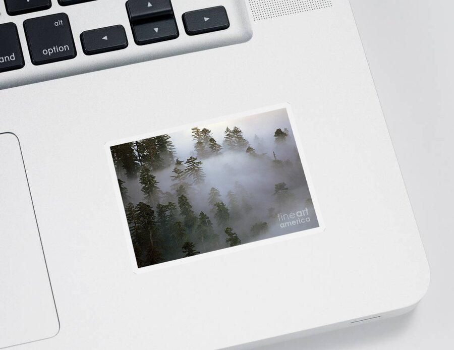 Nature Sticker featuring the photograph Redwood Creek overlook with giant redwoods by Jim Corwin