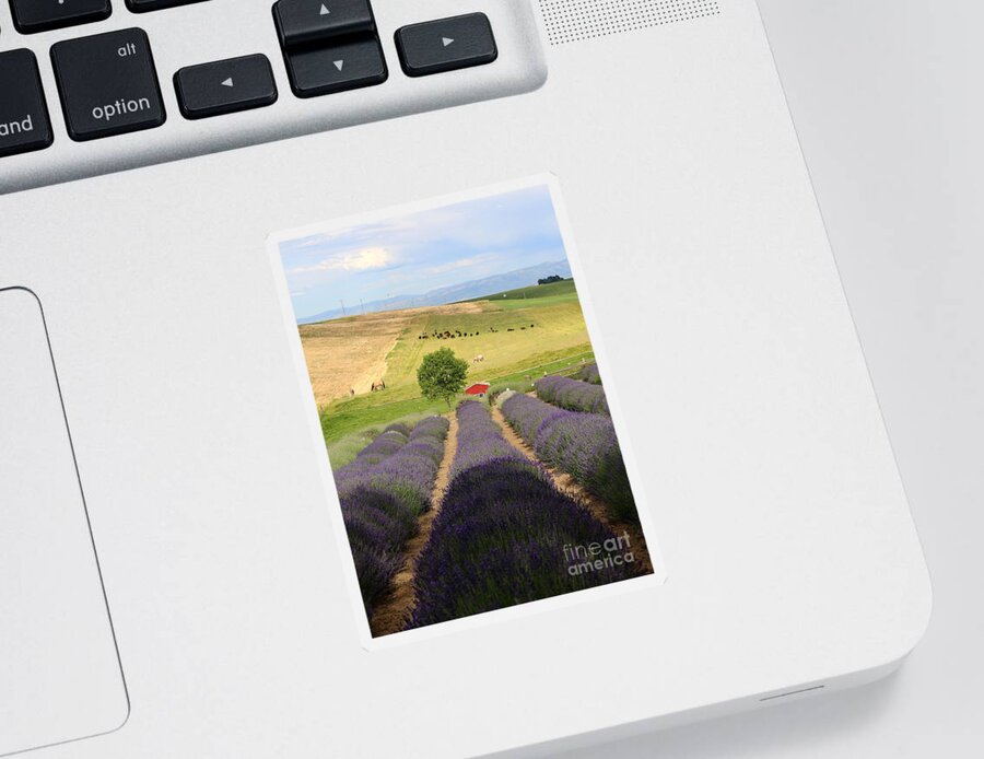 Lavender Farm Sticker featuring the photograph Resting in the Lavender Field by Carol Groenen