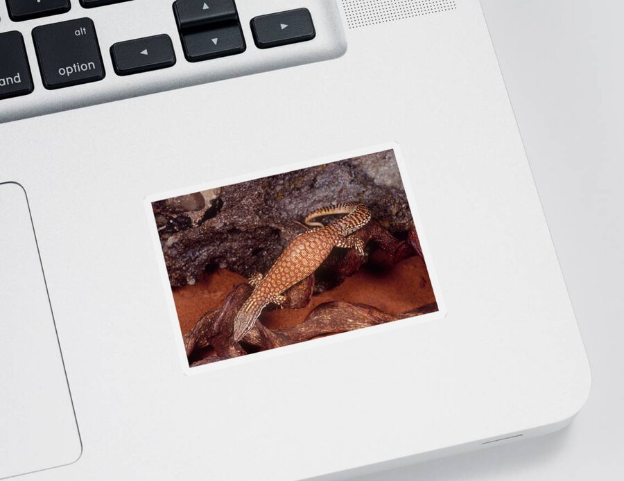 Animal Sticker featuring the photograph Ridge Tail Monitor by Steve Cooper