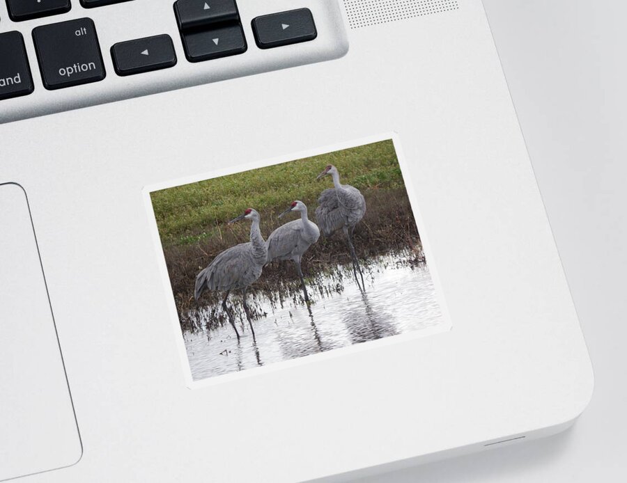 Cranes Sticker featuring the photograph Right On by Kimberly Woyak