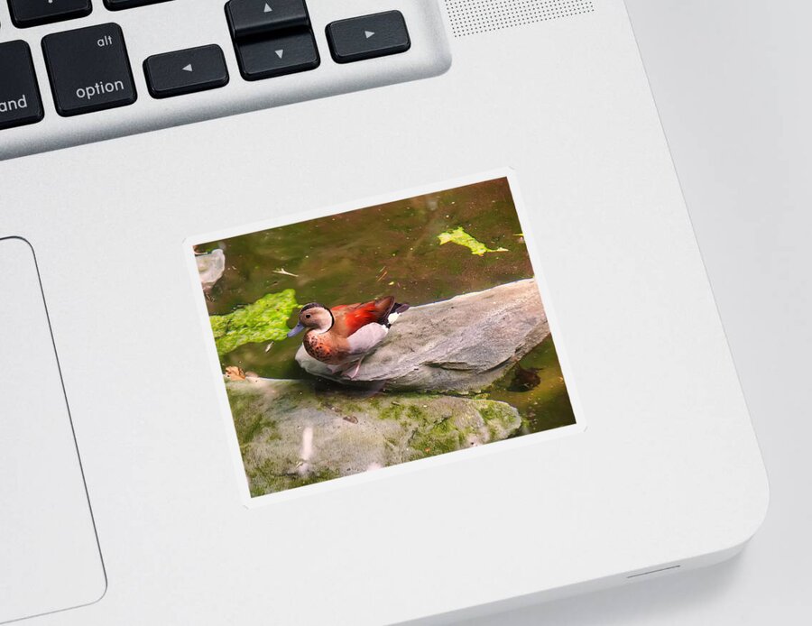Bird Sticker featuring the photograph Ringed Teal on a rock by Flees Photos