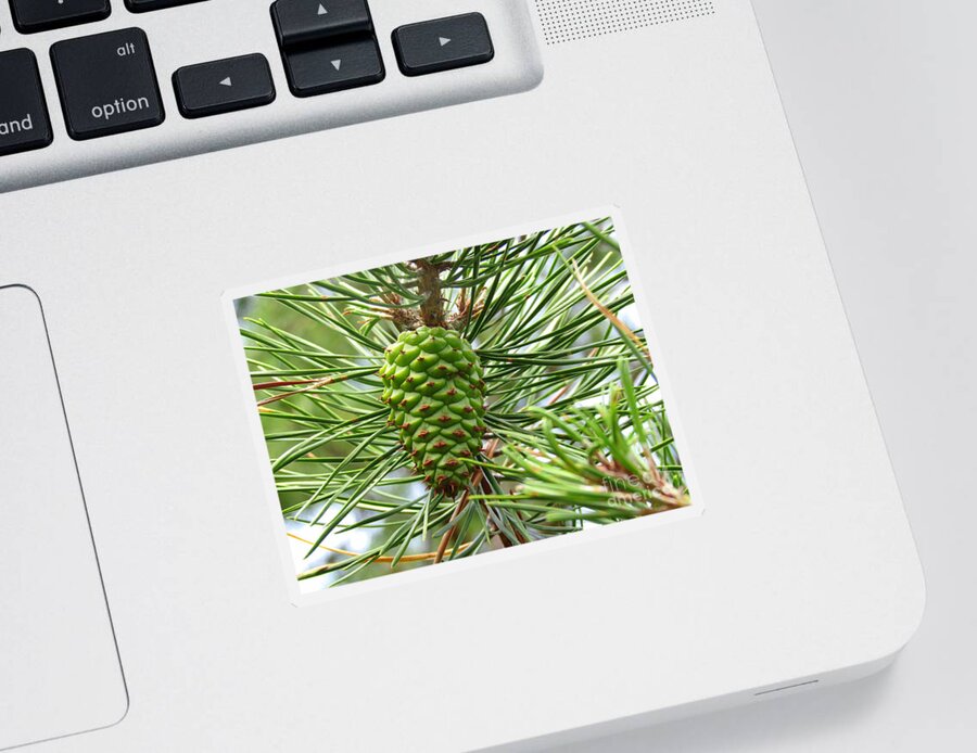 Pine Cone Sticker featuring the photograph Ripening Pine Cone by Elizabeth Dow