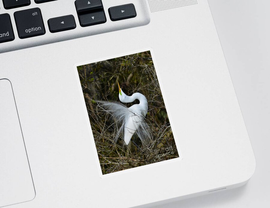 Great Egret Sticker featuring the photograph Rituals Of Courtship by Kathy Baccari