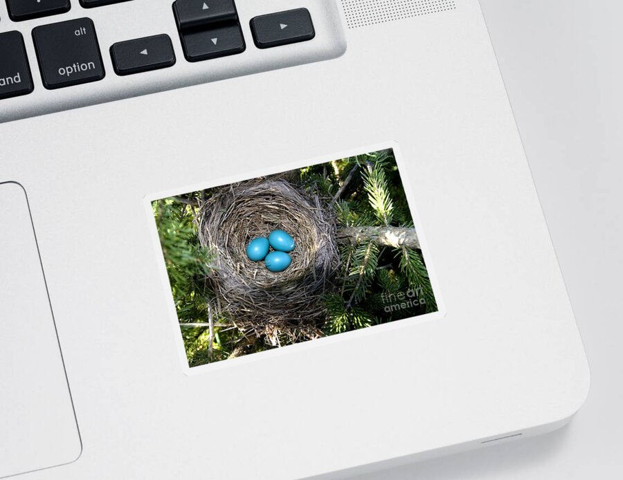 American Robin Sticker featuring the photograph Robin Nest by Linda Freshwaters Arndt