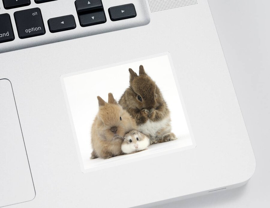 Roborovski Hamster Sticker featuring the photograph Roborovski Hamster And Rabbits by Mark Taylor