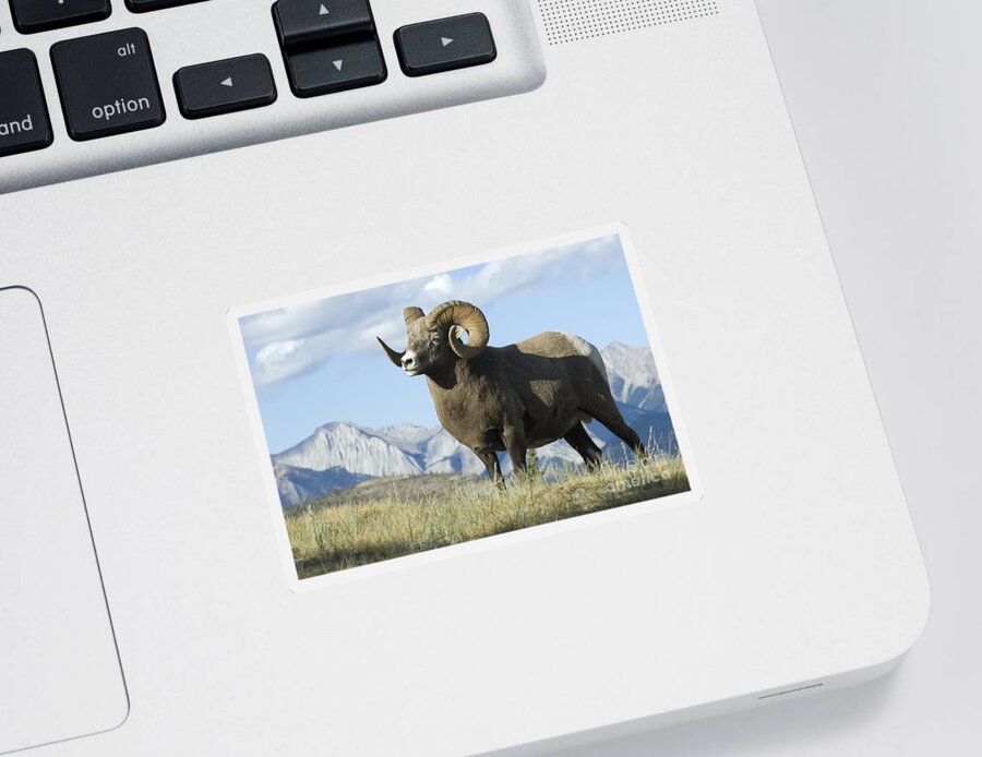 Big Horn Sheep Sticker featuring the photograph Rocky Mountain Big Horn Sheep by Bob Christopher