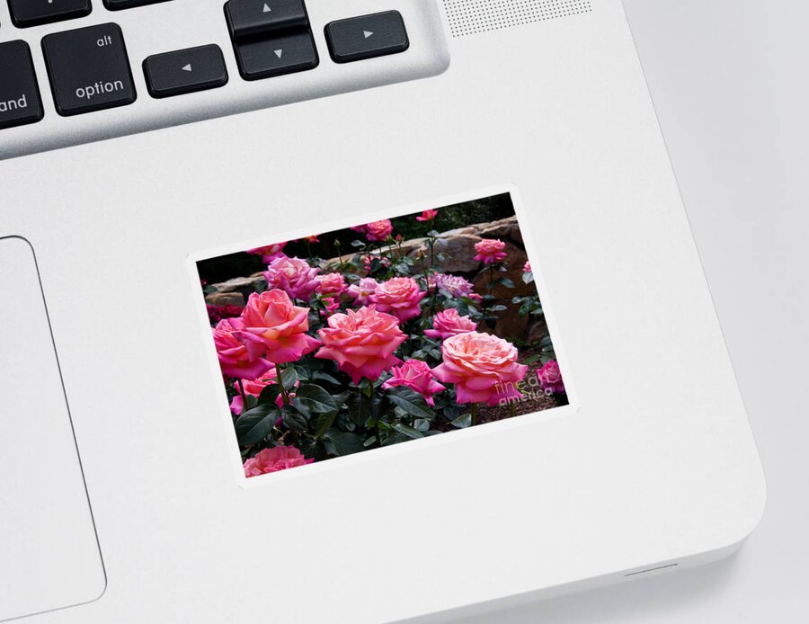 Roses Sticker featuring the photograph Rose Garden by Jill Lang