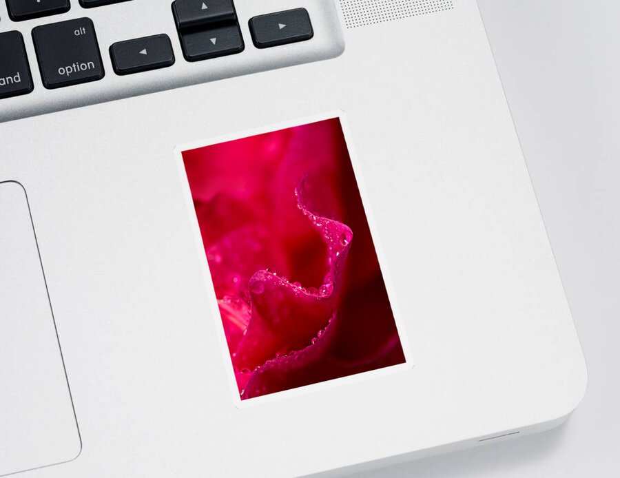Plant Sticker featuring the photograph Rose Petal Rain by Mary Jo Allen
