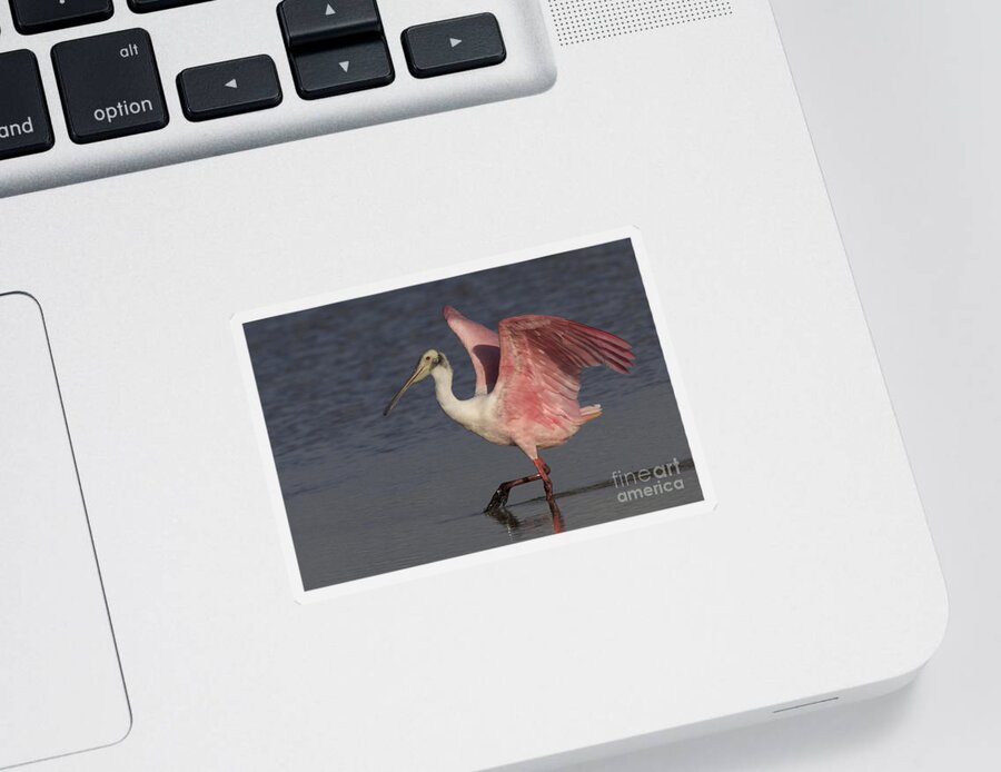 Roseate Spoonbill Sticker featuring the photograph Roseate Spoonbill by Meg Rousher