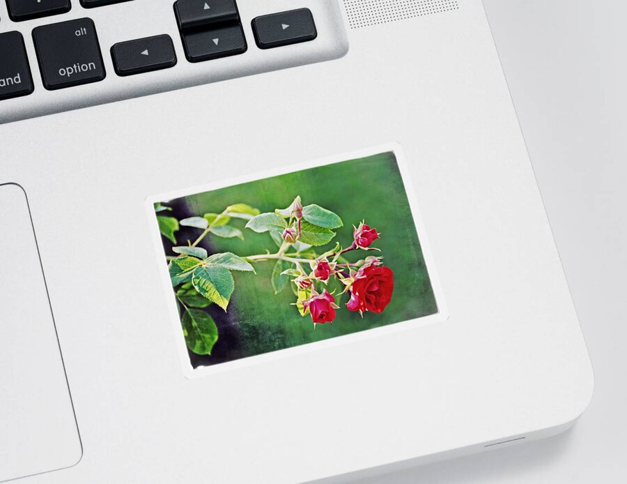 Rose Sticker featuring the photograph Roses Are Red My Love by Mike Martin