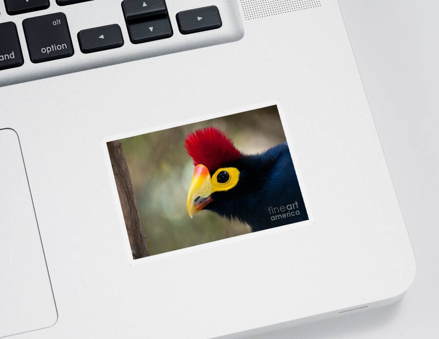 Nature Sticker featuring the photograph Rosss Turaco by Mark Newman