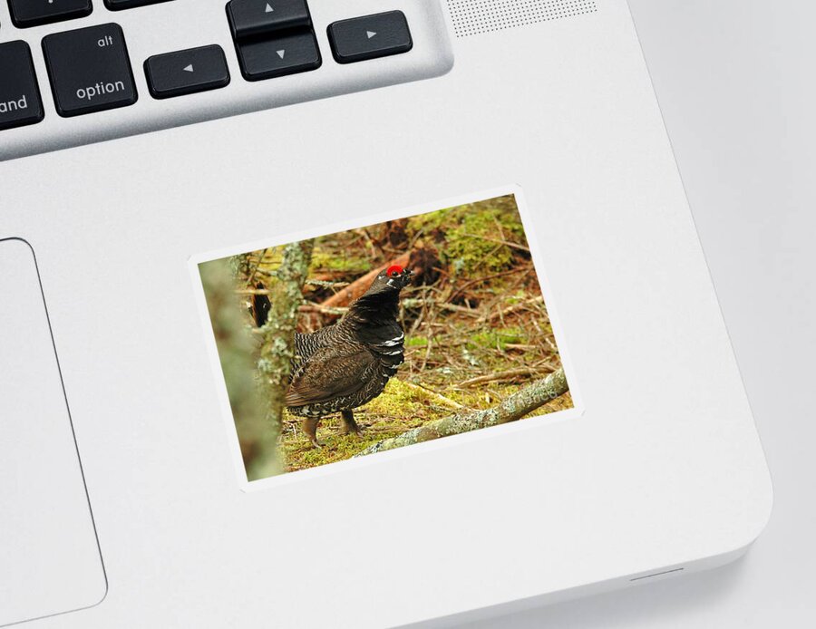 Rough Grouse Sticker featuring the photograph Rough Grouse by Alana Ranney