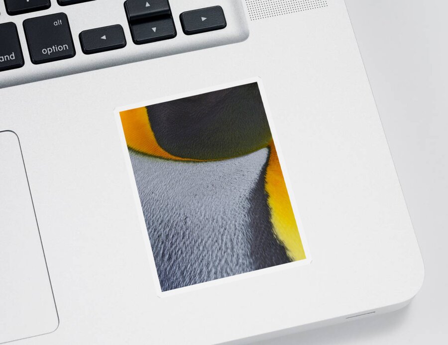 King Penguin Sticker featuring the photograph Royal Feathers by Tony Beck