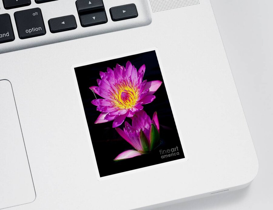 Aquatic Sticker featuring the photograph Royal Lily by Nick Zelinsky Jr