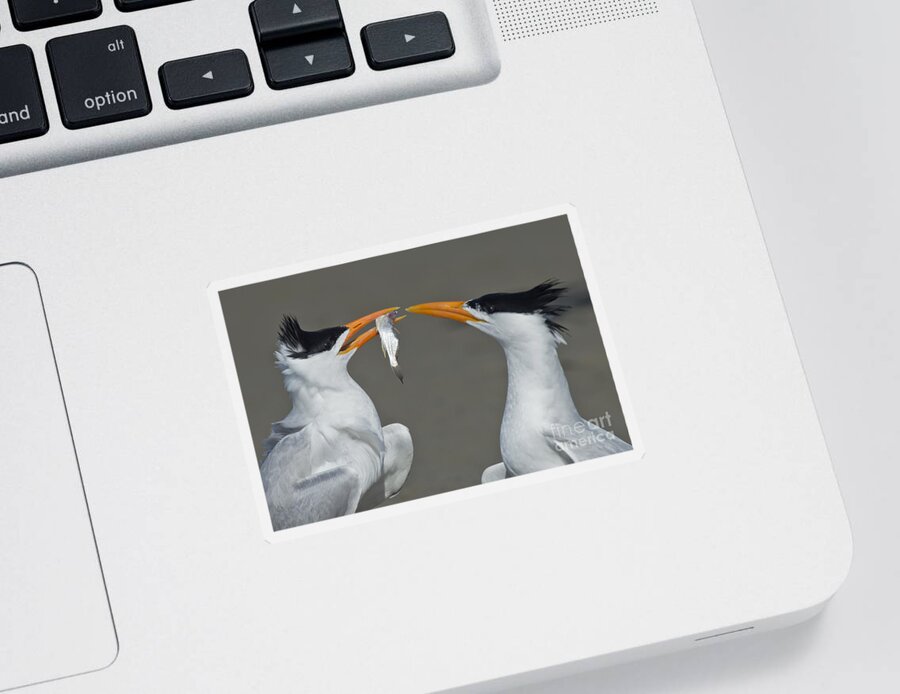 Royal Tern Sticker featuring the photograph Royal Terns by Anthony Mercieca