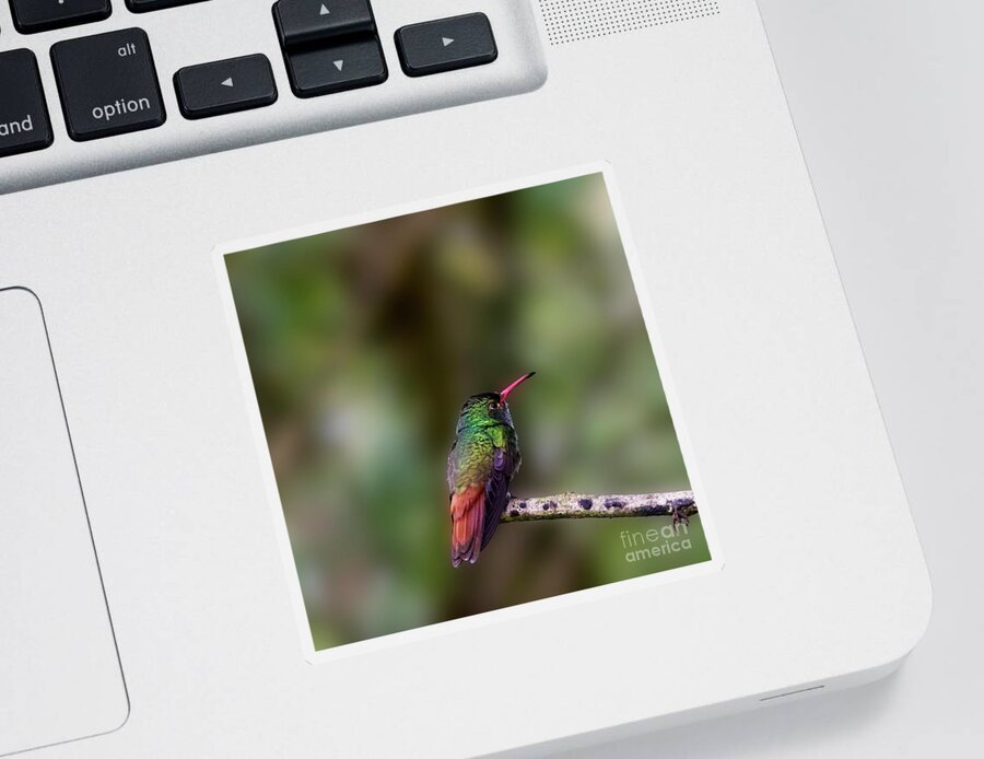 Rufous Hummingbird Sticker featuring the photograph Rufous-tailed Hummingbird by Heiko Koehrer-Wagner