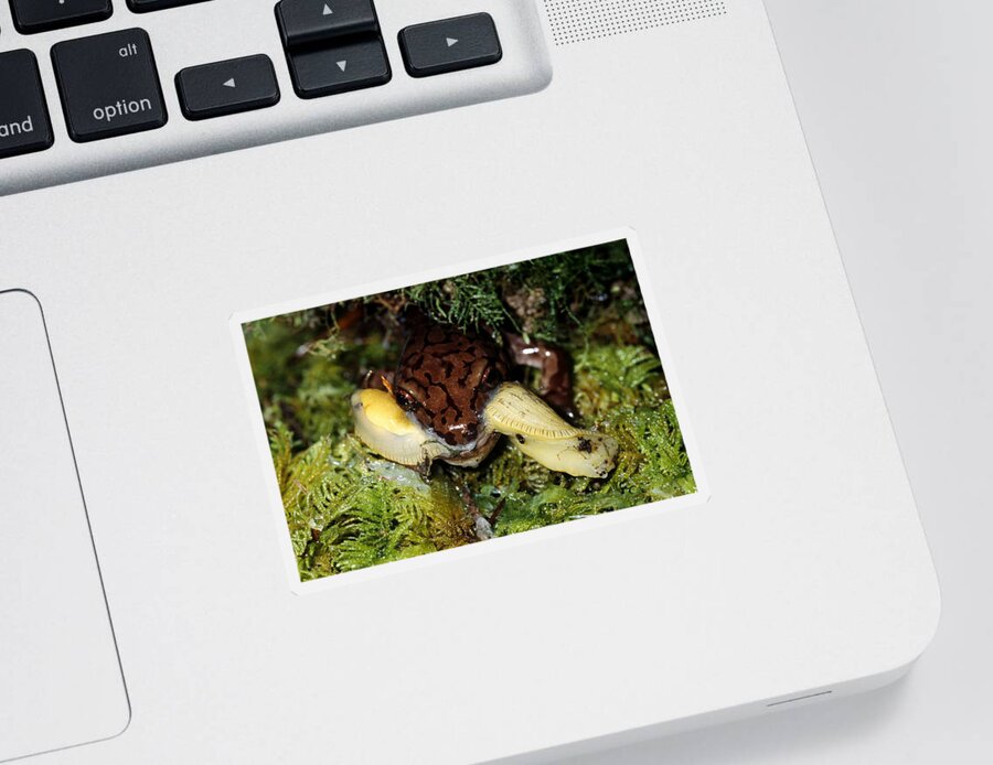 Amphibia Sticker featuring the photograph Salamander Eating A Slug by Karl H. Switak