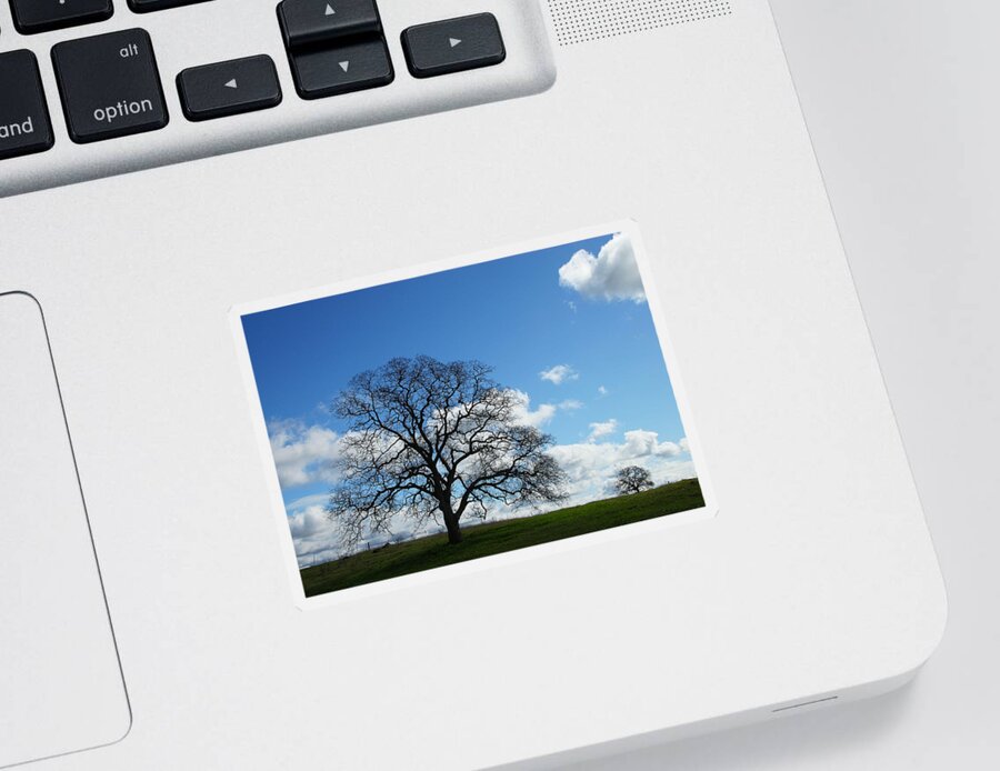 Tree Sticker featuring the photograph Same Tree Many Skies 11 by Robert Woodward