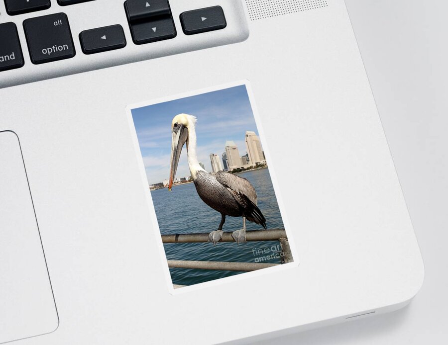 San Diego Sticker featuring the photograph San Diego Pelican by Henrik Lehnerer