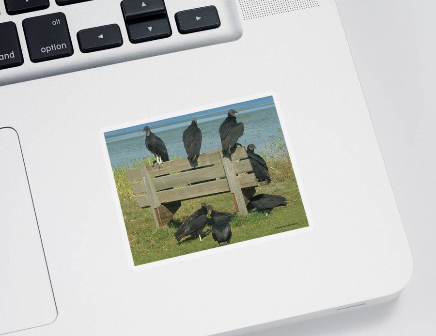 Vultures Photographs Sticker featuring the photograph Sarasota Vultures by Emmy Vickers