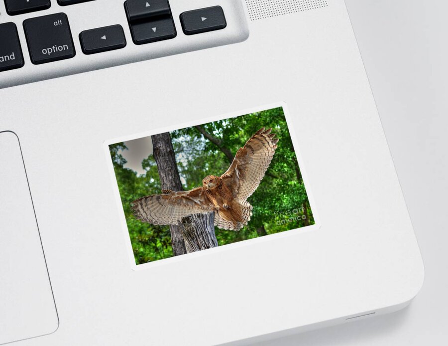 Owl Sticker featuring the photograph Savigney's Eagle Owl Adult by Kathy Baccari