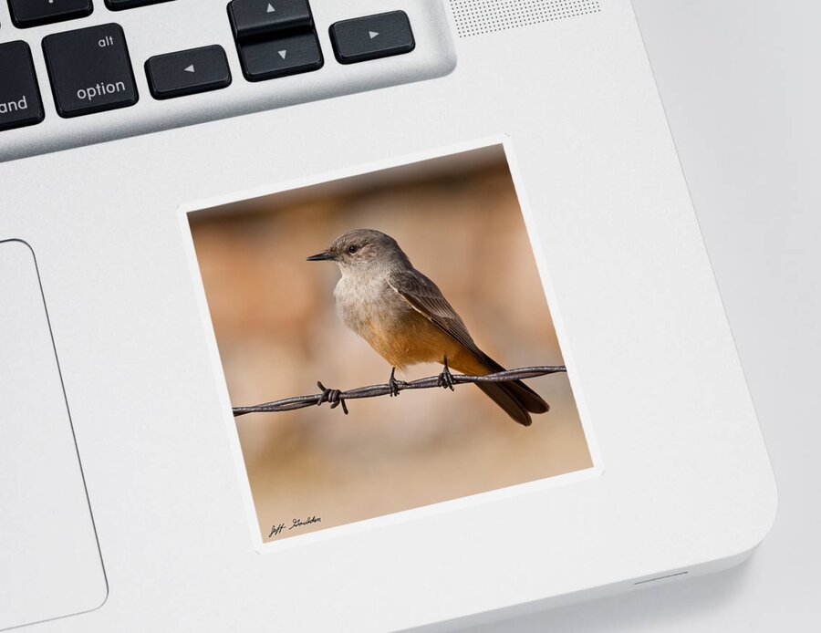 Animal Sticker featuring the photograph Say's Phoebe on a Barbed Wire by Jeff Goulden