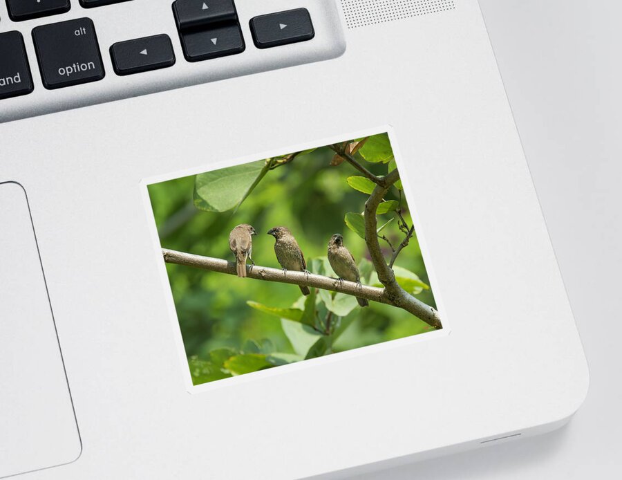 Nature Sticker featuring the photograph Scaly-breasted Munia DTHN0109 by Gerry Gantt