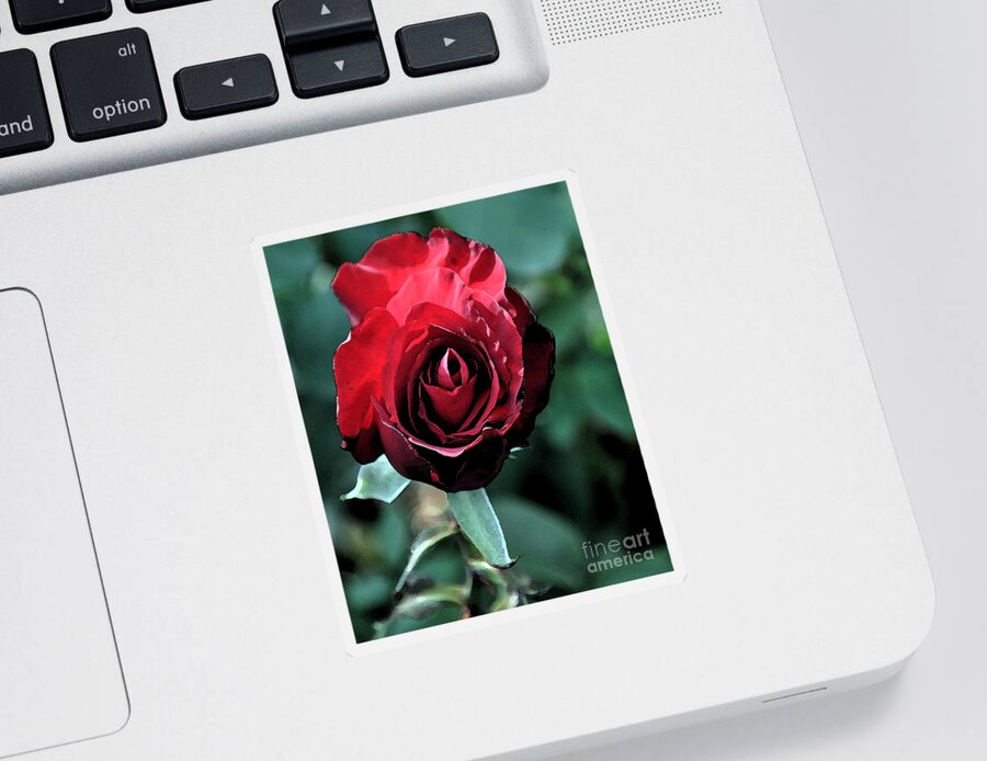 Rose Sticker featuring the digital art Red Rose Bloom by Kirt Tisdale