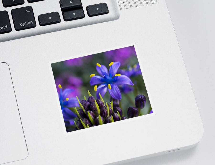 Floral Sticker featuring the photograph Scilla Peruviana by Priya Ghose