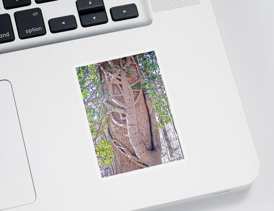 Tree Sticker featuring the photograph Scorpion Tree by Richard Bryce and Family