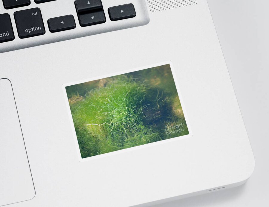 Grass Sticker featuring the photograph Sea Grass by Dale Powell
