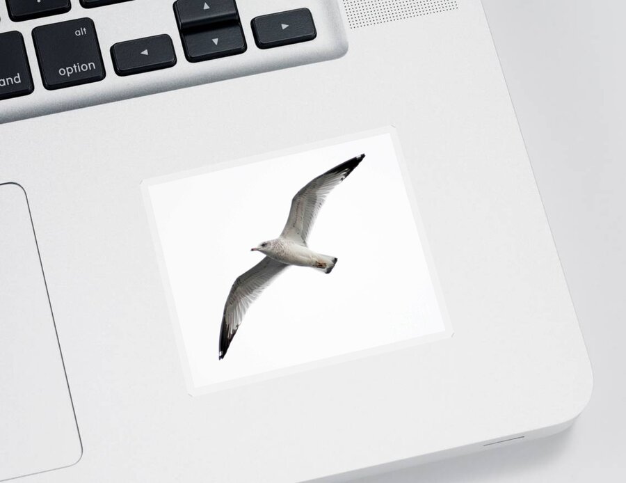 Bird Sticker featuring the photograph Seagull in Flight by Anita Oakley